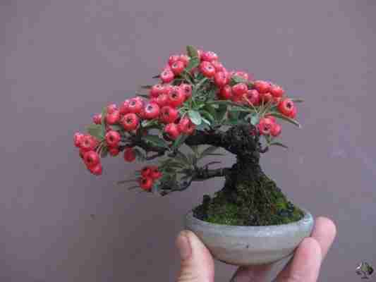 Guida alla cura dei bonsai